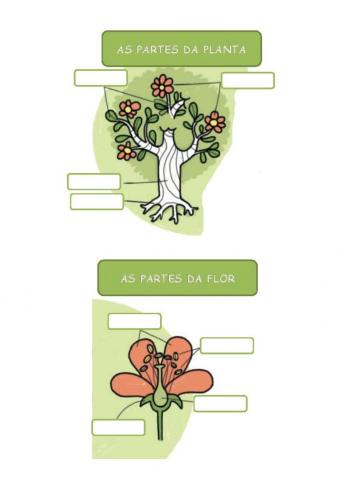 AS PARTES DA PLANTA E DA FLOR