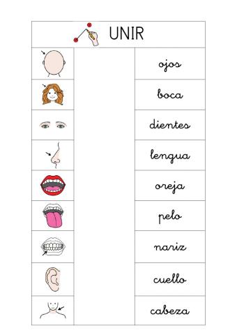 Ficha Partes del Cuerpo 1