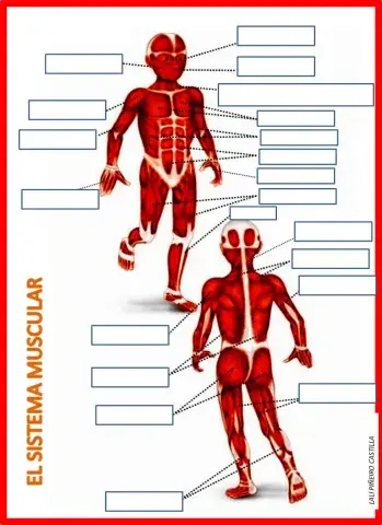NUESTRO CUERPO-ESCRIBE EL NOMBRE DE CADA UNO DE LOS MÚSCULOS