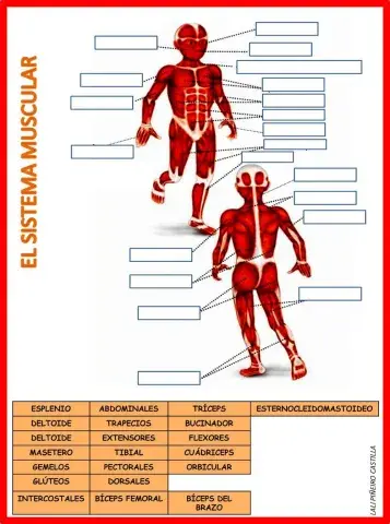 RELACIONA CADA ETIQUETA CON  CADA UNO DE LOS MÚSCULOS CORRESPONDIENTES
