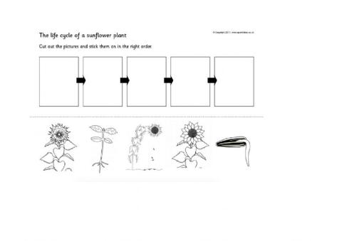 The life cycle of a sunflower
