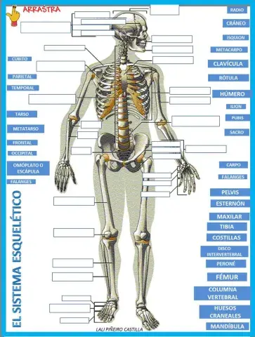 EL ESQUELETO- RELACIONA CADA ETIQUETA CON CADA UNO DE LOS HUESOS
