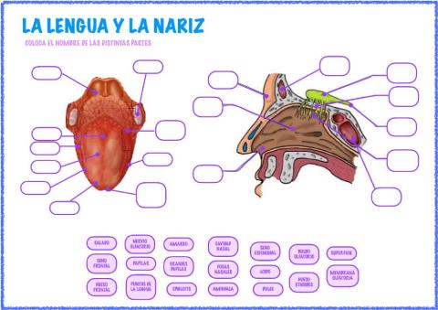 La lengua y la nariz