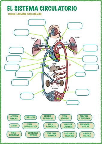 Sistema circulatorio