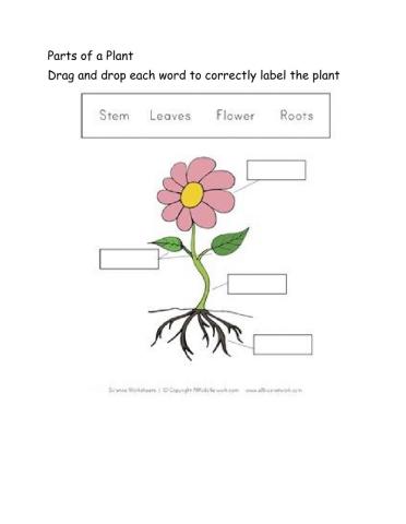 Parts of a plant