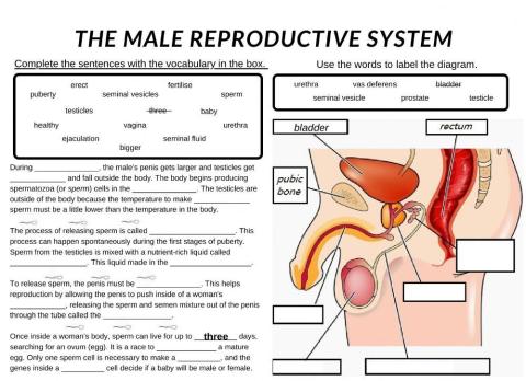 The Male Reproductive System