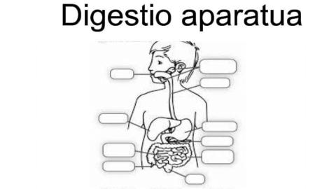 Digestio aparatua