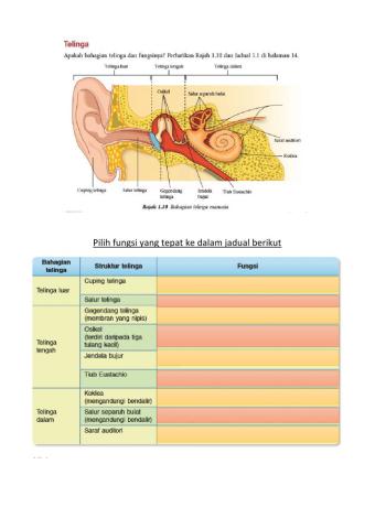 1.2 ransangan dan gerak balas dalam manusia(telinga)