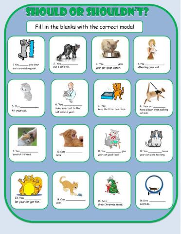 Should-Shouldn't Cat Care