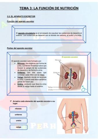 Aparato excretor y excreción