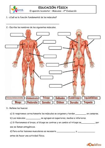 Control Músculos 5PRI
