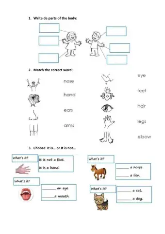 Ficha de inglés parts of the body