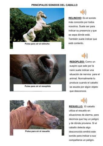 SONIDOS COMUNES DEL CABALLO