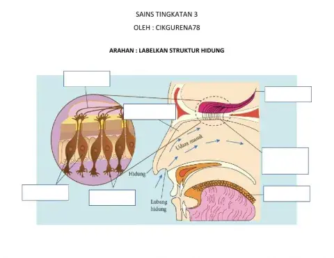 Sains Tingkatan 3 (Tajuk : Hidung)