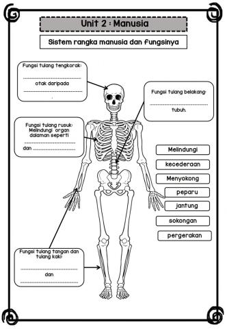 Fungsi sistem rangka