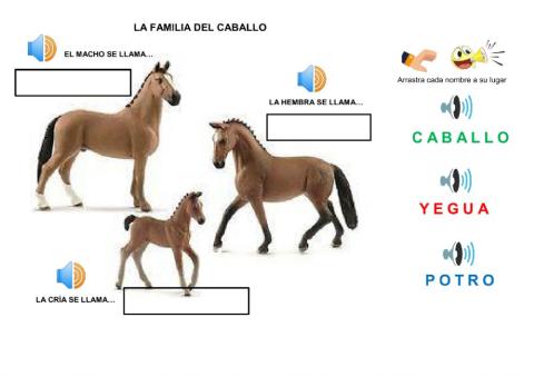FAMILIA DEL CABALLO