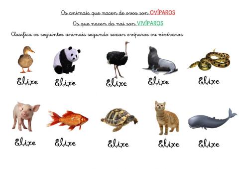 Animais ovíparos e vivíparos