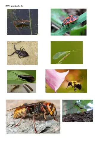 Hmyz poznávačka 2a