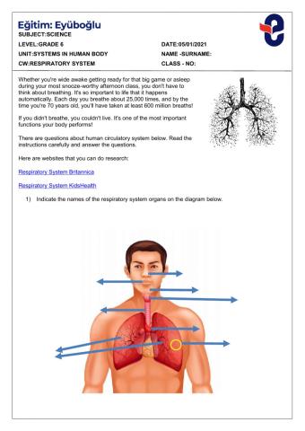 Respiratory system2