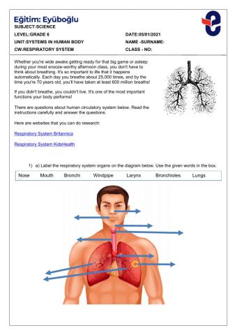 Respiratory system3
