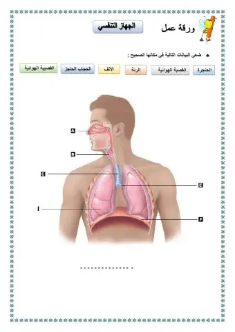 الجهاز التنفسي