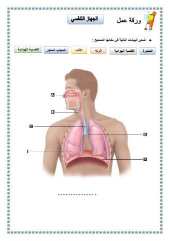 الجهاز التنفسي