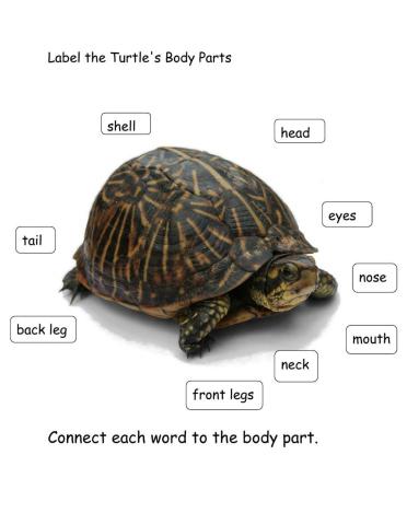 Turtle Body Parts