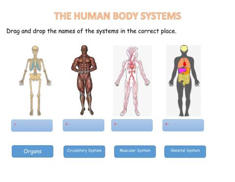 The Human Body Systems