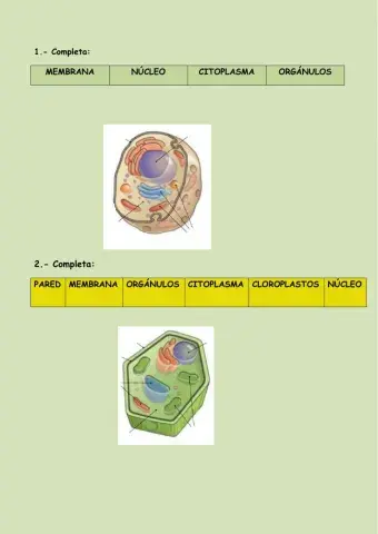 Célula animal y vegetal