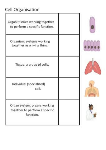Cell organisation in animals