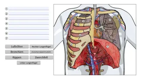 Atmungsorgane - die unteren Atemwege