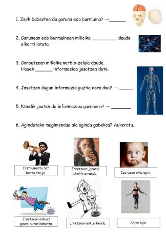 LH3 - Nerbio sistema eta garuna