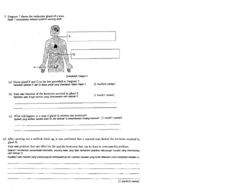 Uji pemahaman Bab 7 (7.1 Sistem Endokrin Manusia)
