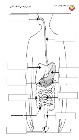 الجهاز الهضمي