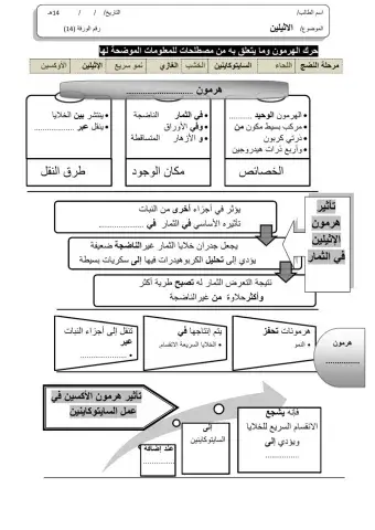 ورقة 14تفاعلية3