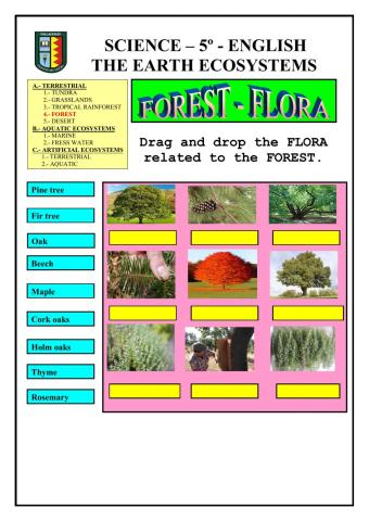 Ecosystems: terrestrial - forest (flora)
