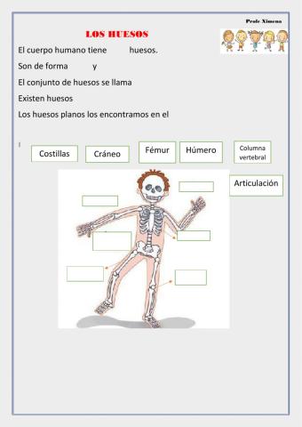 Los huesos y músculos