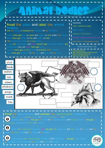 Animal bodies - descriptions