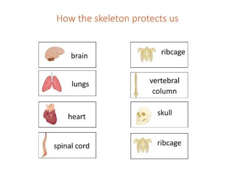 Organ protection