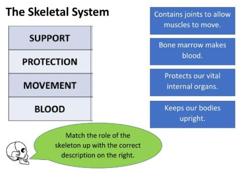 Skeleton Role