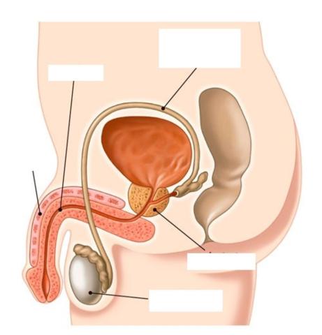 Aparato reproductor masculino