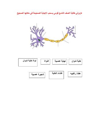 الخلية العصبية