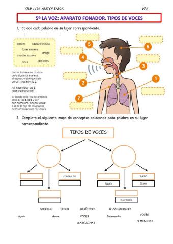 Voz, aparato fonador, tipos de voces