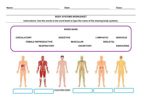 Identifying Body Systems