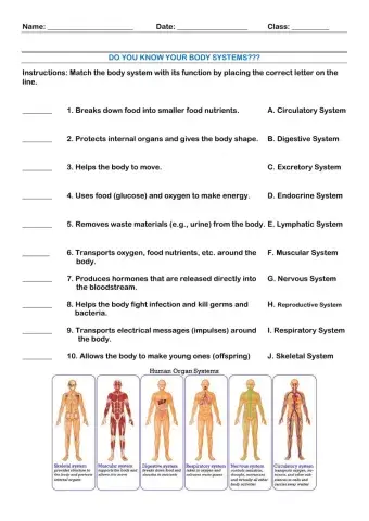 Function of Body Systems