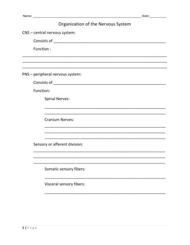 Organization of the Nervous System