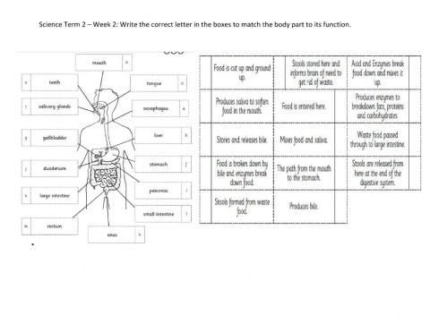 DIS Science Matching functions to body parts with letters
