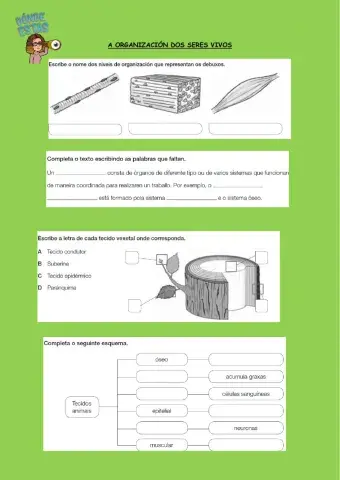 A organización dos seres vivos