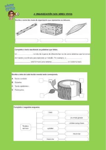 A organización dos seres vivos