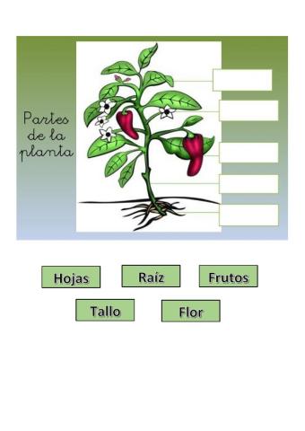 Partes de una planta